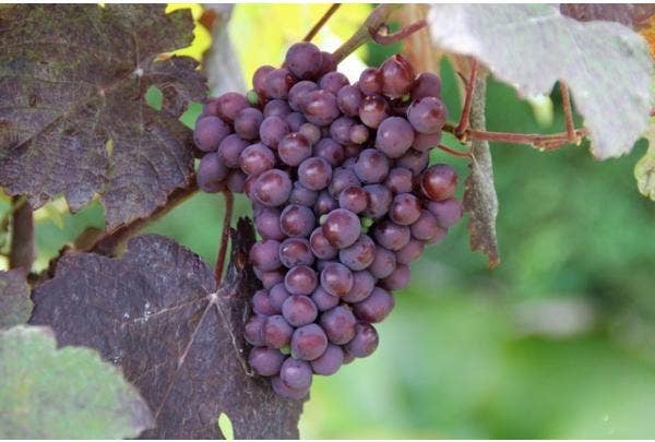 Trauben aus dem eigenen Garten