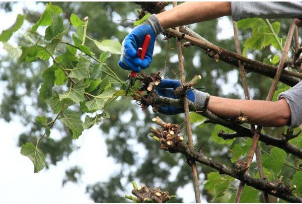Leibäume beschneiden