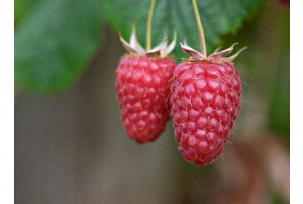 Himbeeren