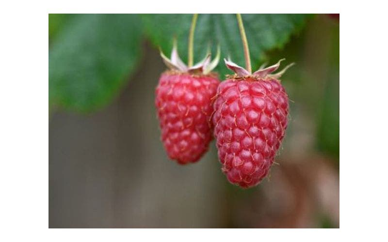 Himbeeren