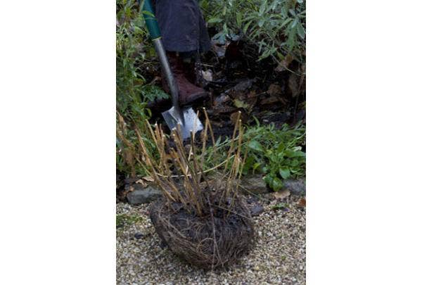 Verpflanzen von Pflanzen und Sträuchern