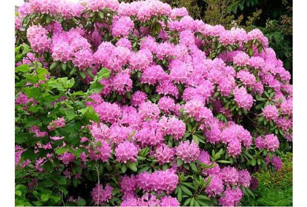 Japanische Azalee Rhododendron Mollis