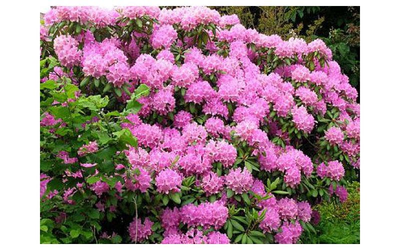 Japanische Azalee Rhododendron Mollis