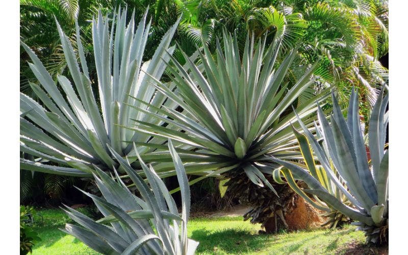 Exotische Pflanzen