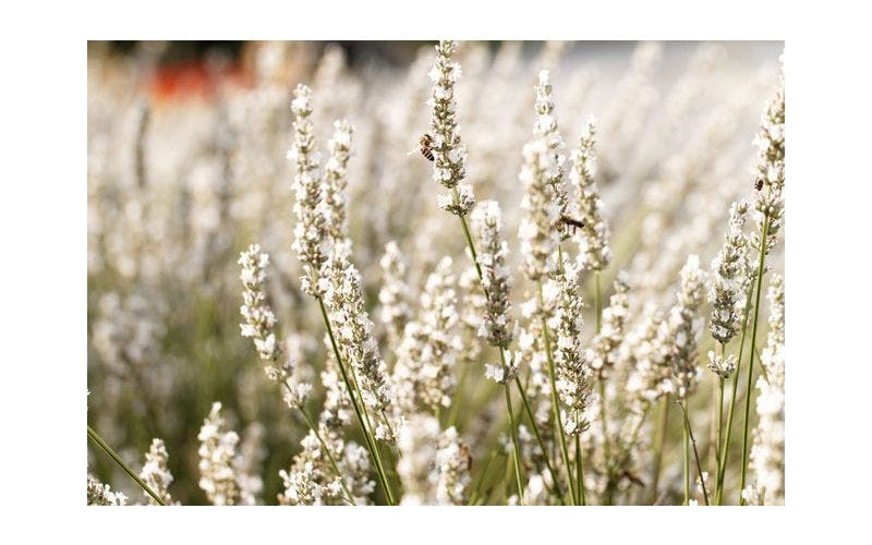 Weiße Lavendel