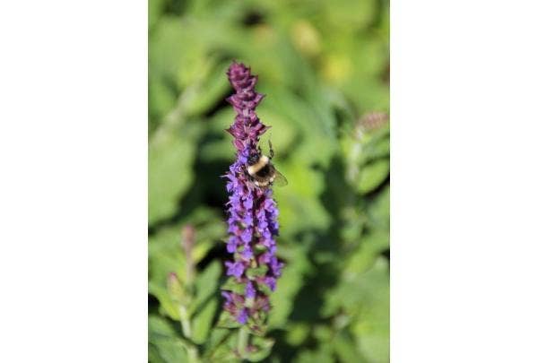 Salbei (Salvia) Pflanzen und schneiden