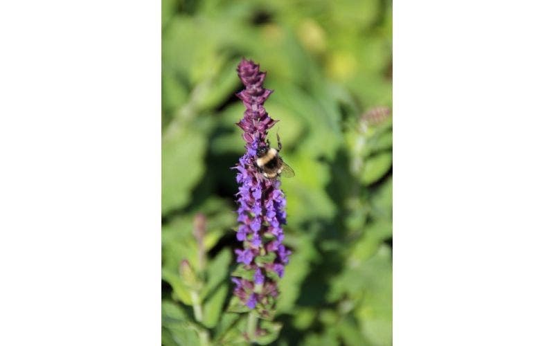 Salbei (Salvia) Pflanzen und schneiden