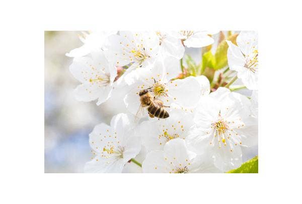 Bienen helfen im Garten - Bienenpflanzen