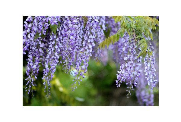 Blauregen blüht nicht