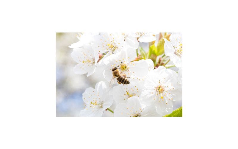 Bienen helfen im Garten - Bienenpflanzen