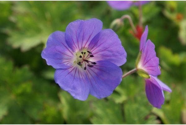 Geranium - Pflanzen, pflegen, Stecklinge, schneiden