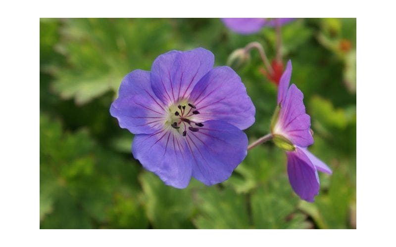 Geranium - Pflanzen, pflegen, Stecklinge, schneiden