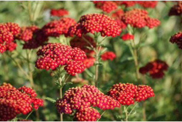 Schafgarbe (Achillea millefolium)