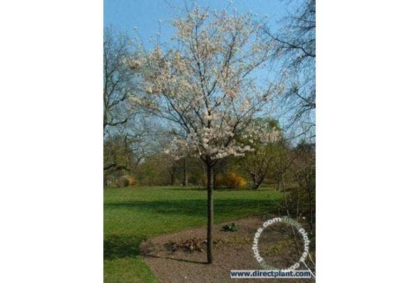 Winterblühende Zierkirsche - Prunus subhirtella 'Autumnalis'