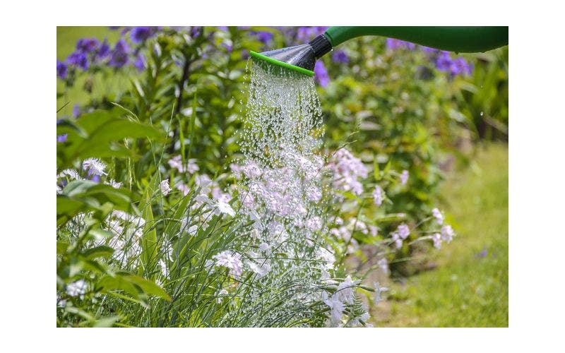 Gartenkalender Juni
