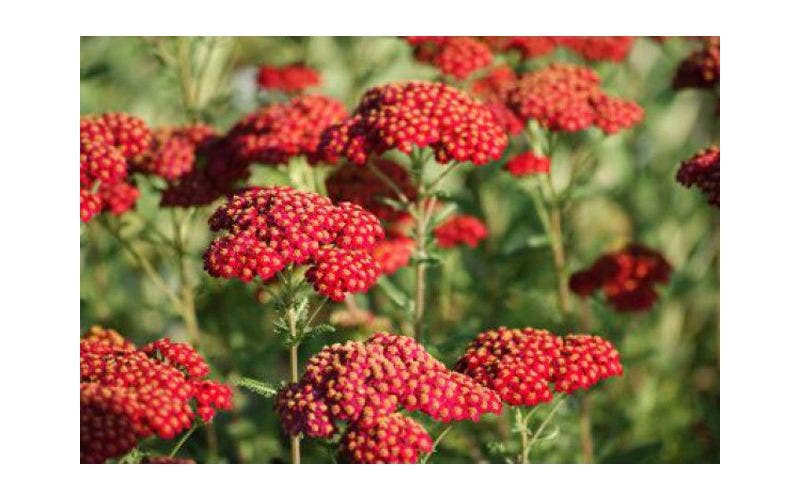 Schafgarbe (Achillea millefolium)