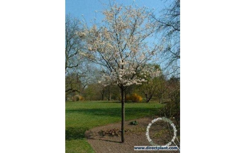 Winterblühende Zierkirsche - Prunus subhirtella 'Autumnalis'