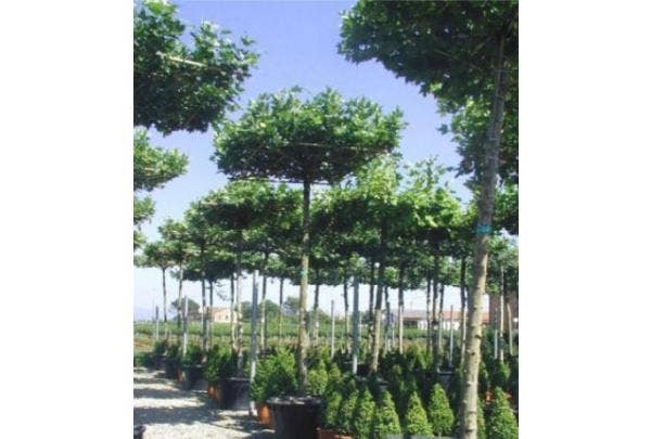 Dachbäume für Schatten