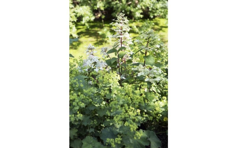 weiße Hortensie