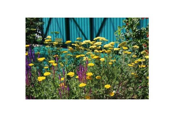 Pflanzplan für den Garten