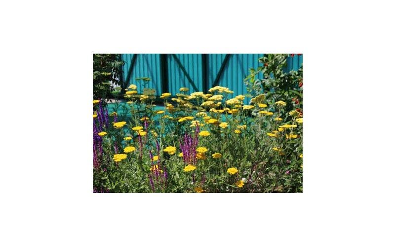 Pflanzplan für den Garten