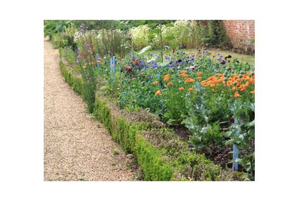 Buchsbaumkrankheit-Buchsbaumschimmel