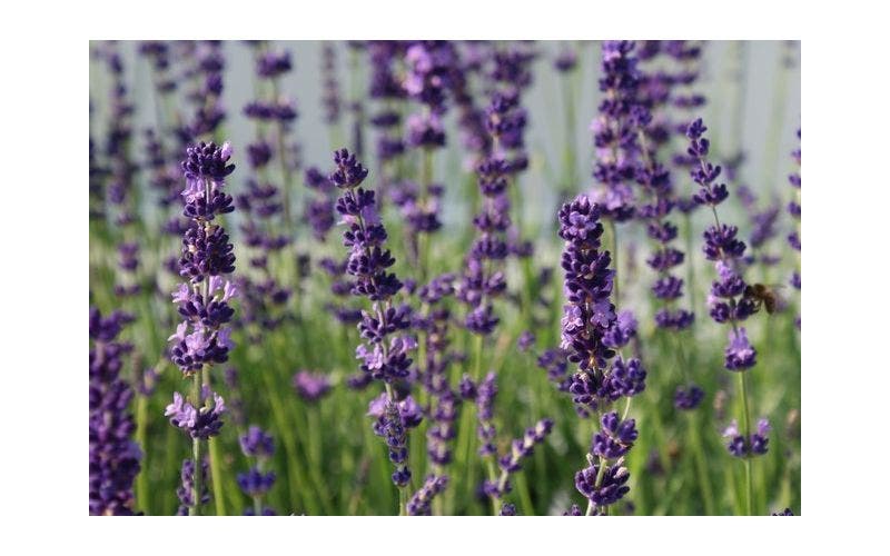 Lavendel pflanzen