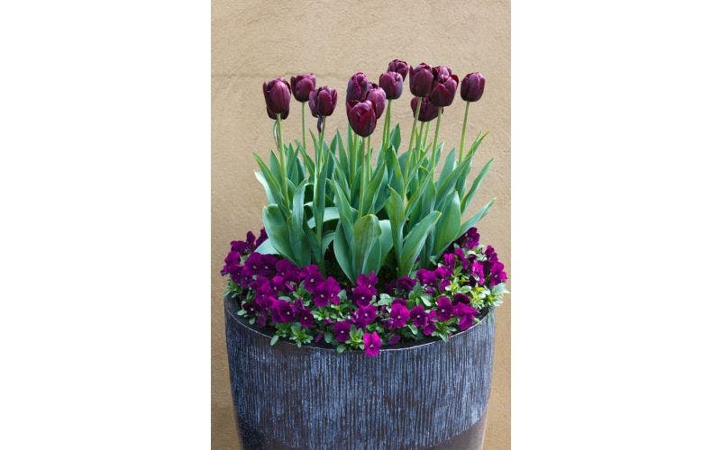 Tulpenzwiebeln