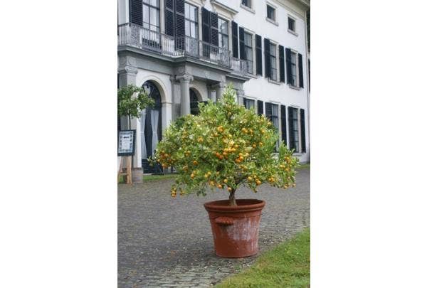 Kübelpflanzen im Winter ins Haus