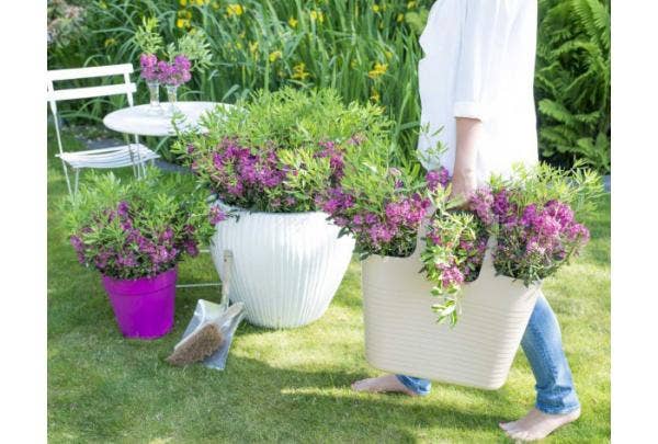 blühende Sträucher