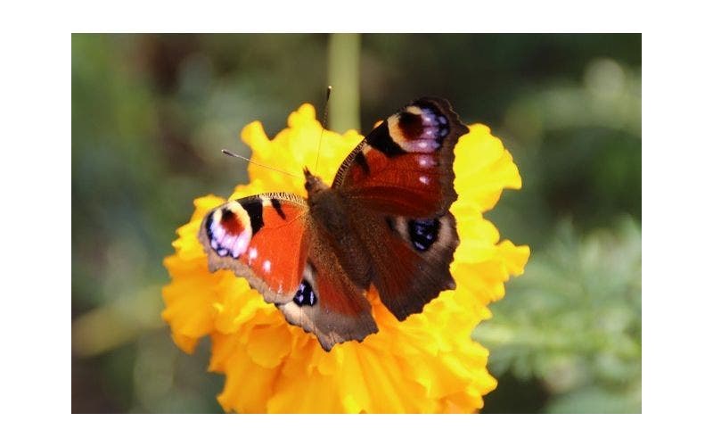 Insekten im Garten
