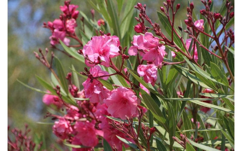 Oleander