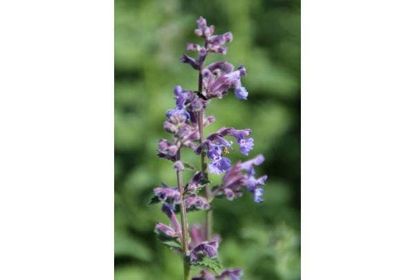 Katzenminze (Nepeta)