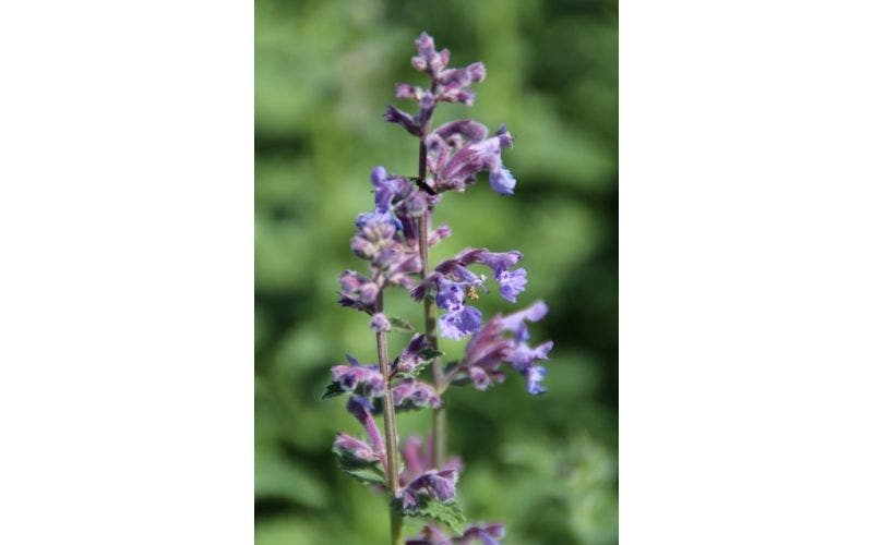Katzenminze (Nepeta)