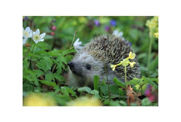 Igel im Garten