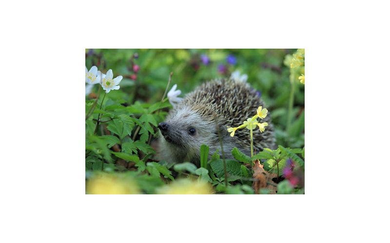 Igel im Garten