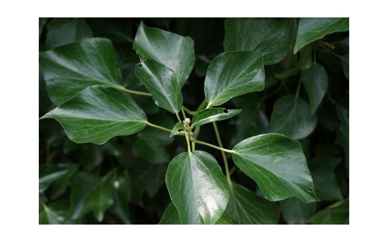 Efeu (Hedera)