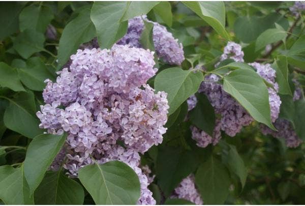 Flieder - Syringa