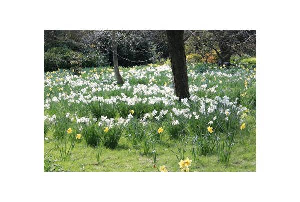 Verwilderungszwiebeln - Was sind sie und welche Arten gibt es