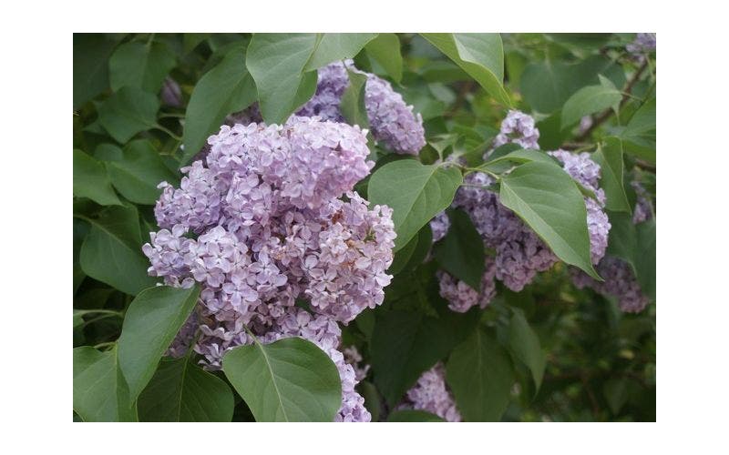 Flieder - Syringa