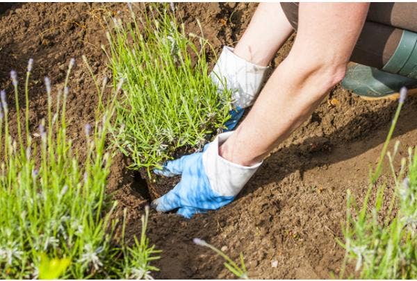 Pflanzen in den Boden setzen