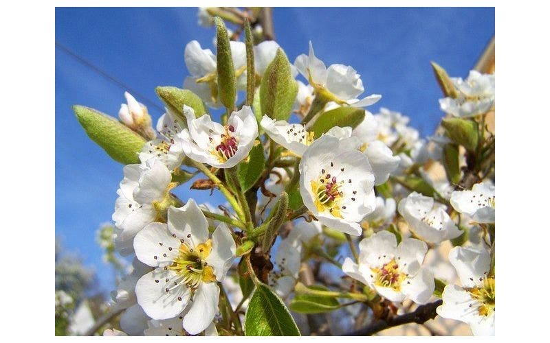 Obstbaum schneiden