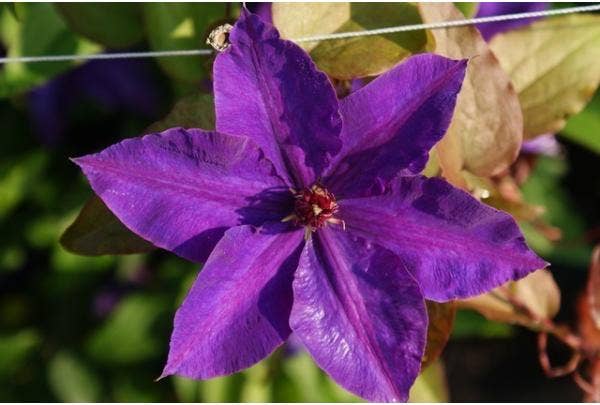 Clematis pflegen und schneiden