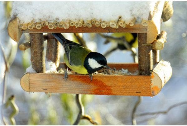 Vögel im Winter füttern