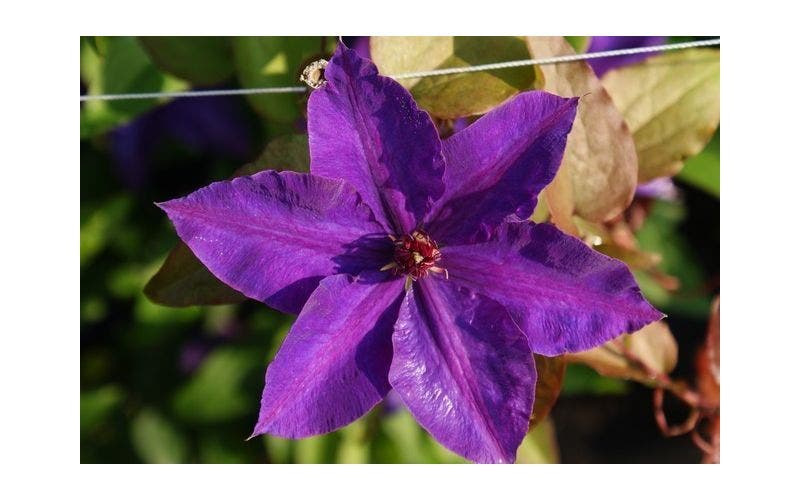 Clematis pflegen und schneiden
