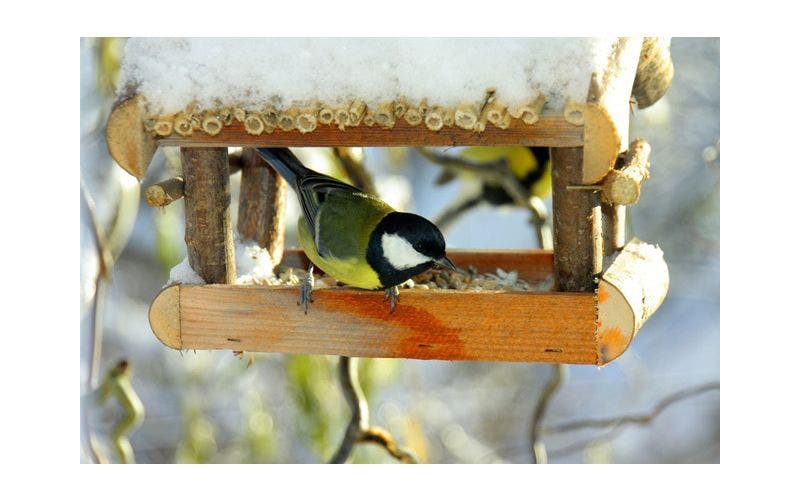 Vögel im Winter füttern