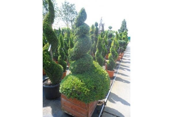 Buchs in Form schneiden