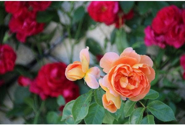 Rosen für schwierige Standorte