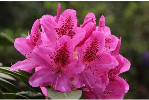 Rhododendron-Sorten