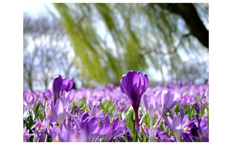 Gartenkalender Februar